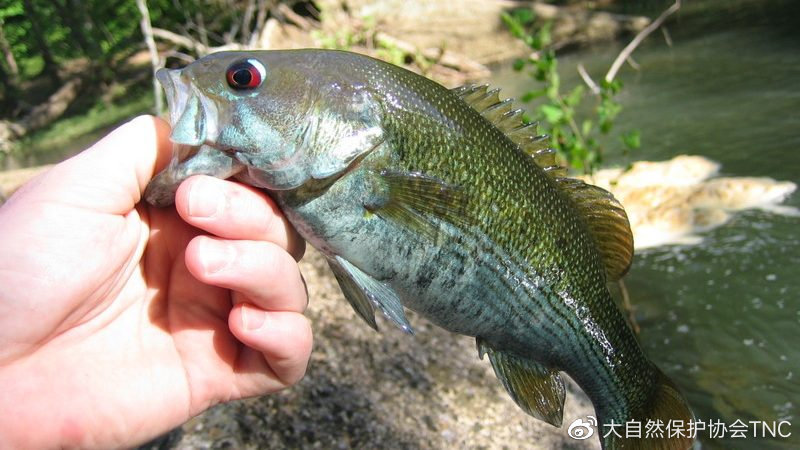 黄河淡水鱼入海去向 淡水鱼海水存活原因