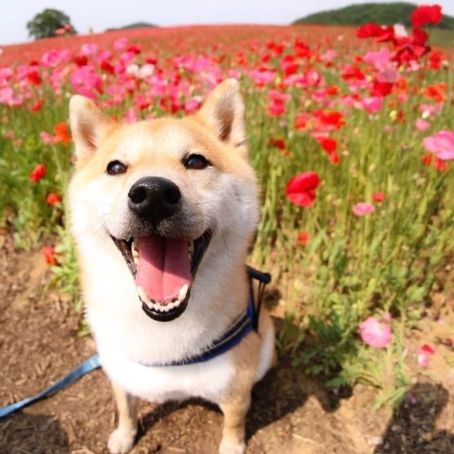 你笑起来真好看,就像花儿一样