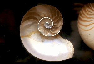 精子钻头式运动揭秘 史前动物复活可能性