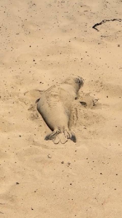 海豹肚皮朝上躺沙滩，盖沙防晒显慵懒