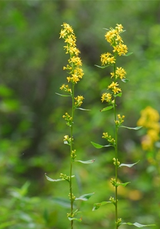 网友:“加拿大一枝黄花”发现后上报哪个部门?与本土的有啥区别?本报记者采访相关专家休闲区蓝鸢梦想 - Www.slyday.coM 网友:“加拿大一枝黄花”发现后上报哪个部门?与本土的有啥区别?本报记者采访相关专家休闲区蓝鸢梦想 - Www.slyday.coM