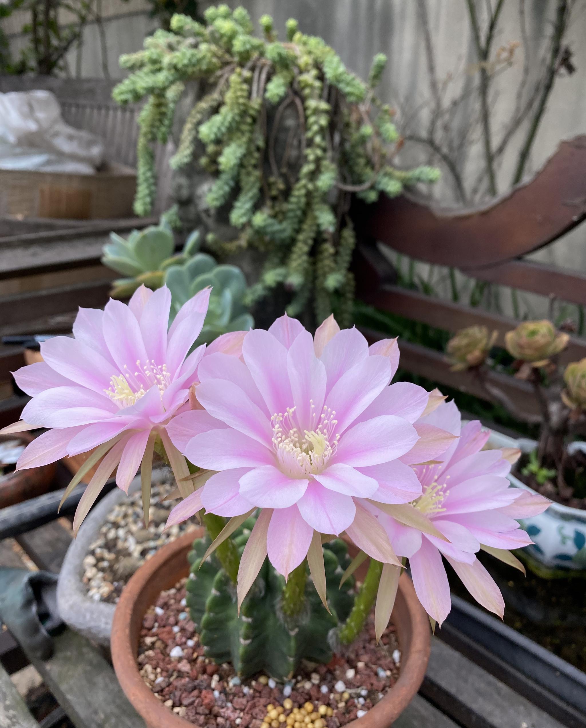 仙人球“短毛丸”，超好养的品种，每年开花好多次！