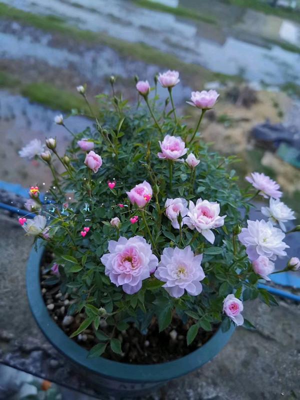 姬乙女,最小的盆栽月季花,巴掌大小,全年都开花,室内也能养好