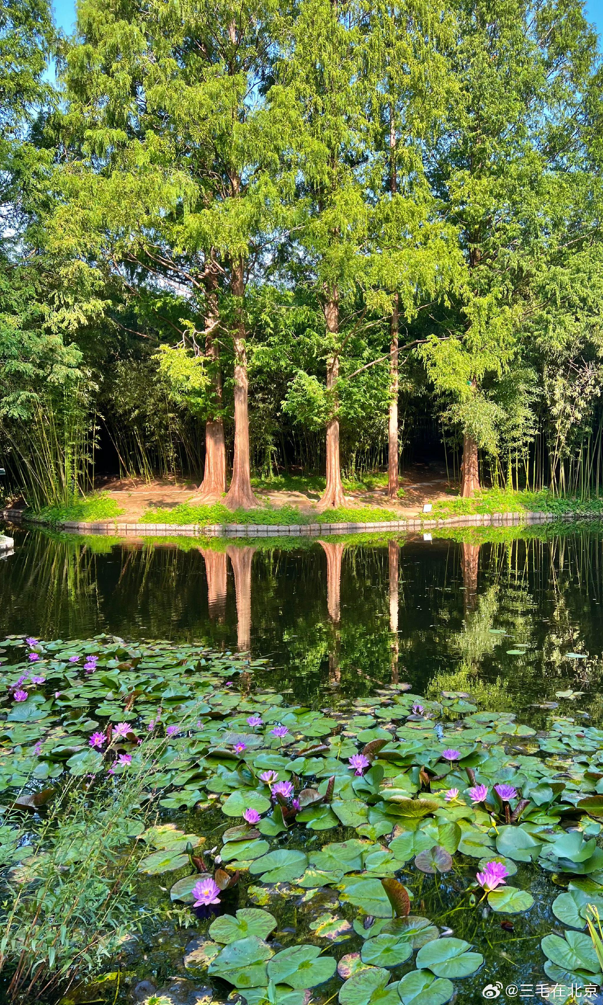 北京市紫竹院公园 翠湖 莲花盛开 摄影