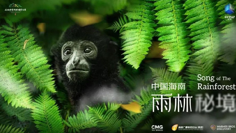 上新 | 云集将来新作《中国海南·雨林秘境》，12月29日-31日，21:00-2