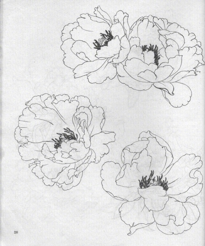 牡丹花02白描02画友参考