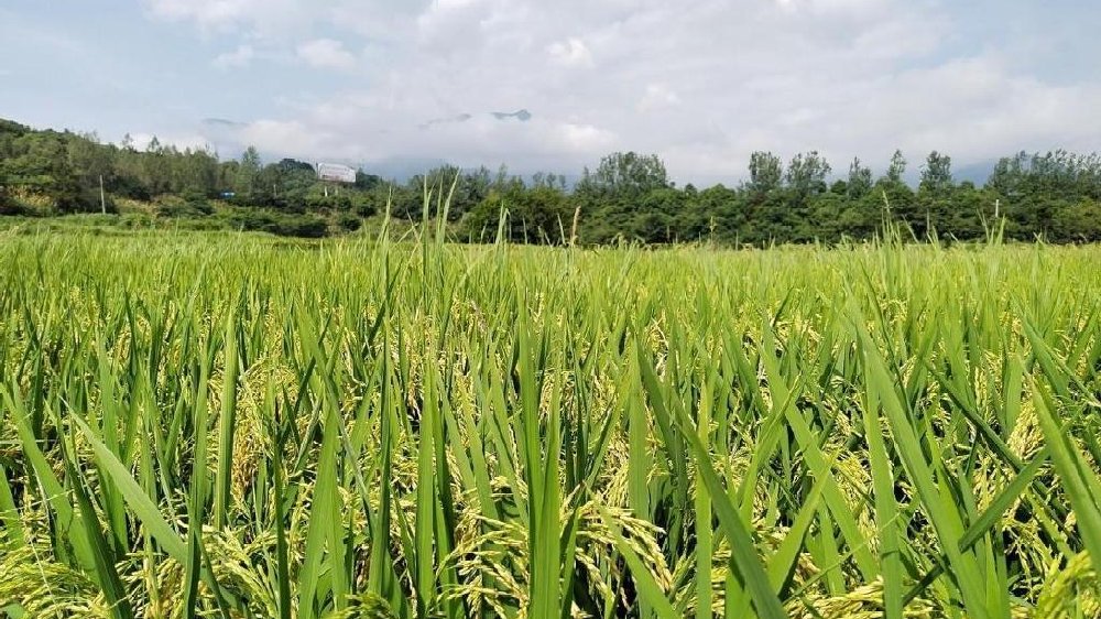 高垅乡：多措并举凝合力 敢把荒地变绿洲