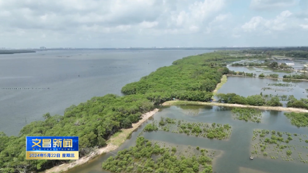 文昌:持续推进红树林湿地生态修复工作 保护生物多样性|文昌市|海南省|生态环境|自然保护区|环境_新浪新闻