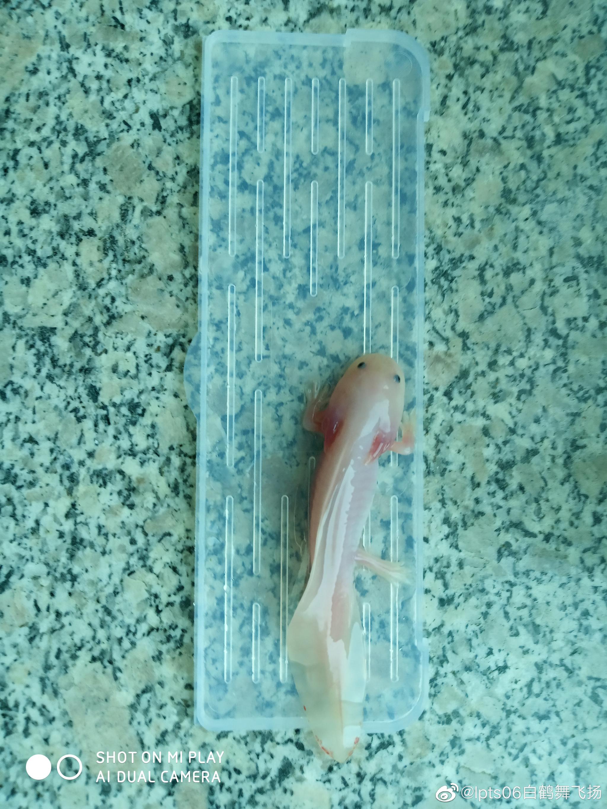 呆萌的六角恐龙