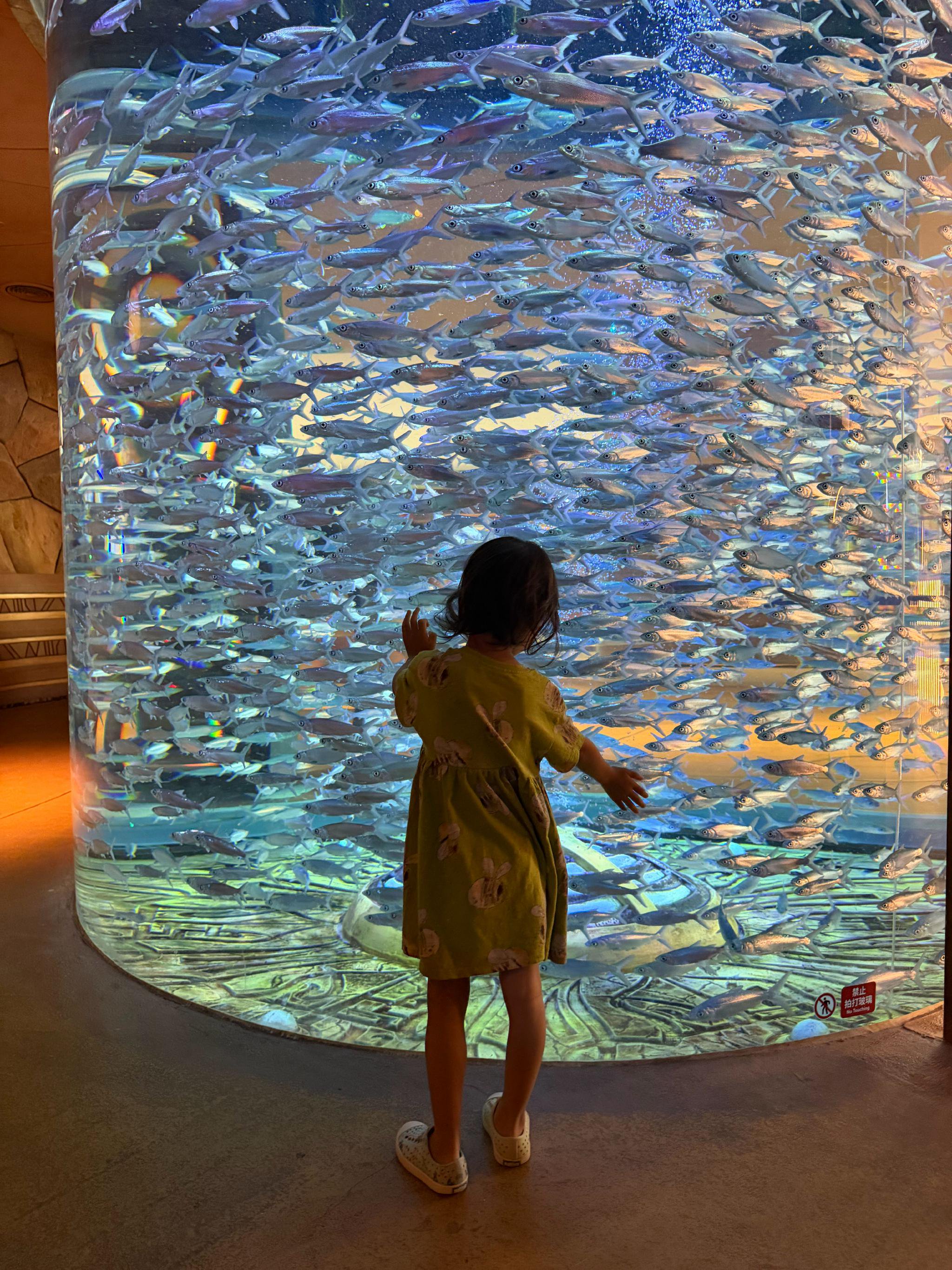 亚特兰蒂斯酒店里的水族馆， 喂食表演、美人鱼表演、白鲸表演，按时间去
