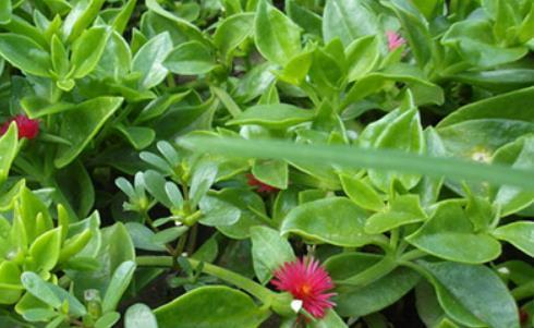 女性不想肚子鼓鼓,不妨多食此菜,排出体内毒素,身高蹭蹭的长休闲区蓝鸢梦想 - Www.slyday.coM 女性不想肚子鼓鼓,不妨多食此菜,排出体内毒素,身高蹭蹭的长休闲区蓝鸢梦想 - Www.slyday.coM