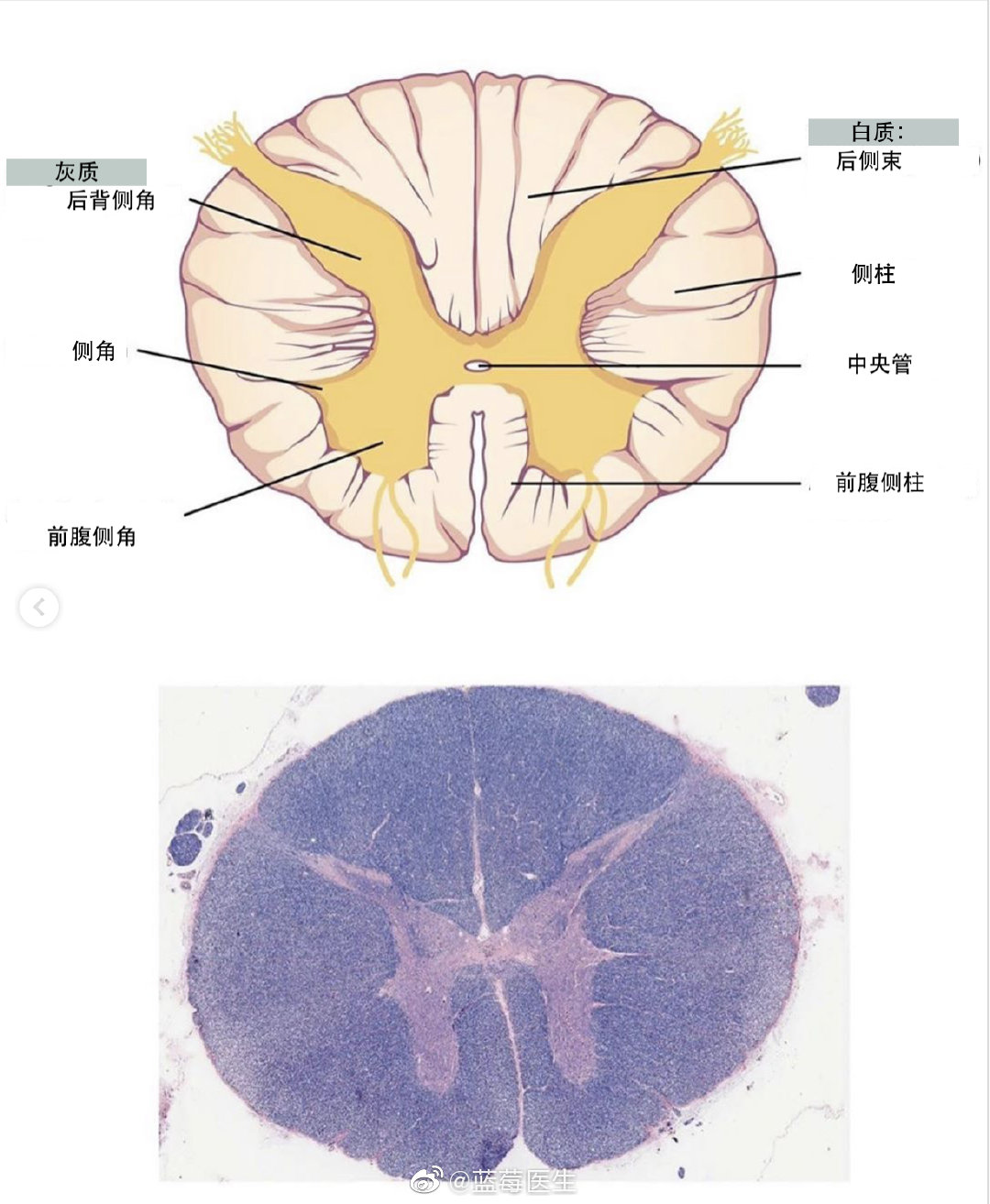 书上画的生命样,解剖出来就是生命样.脊髓力灰质和白质泾渭分明