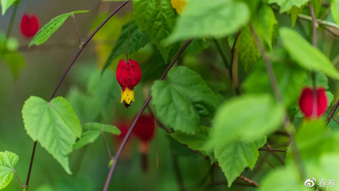 平淡的蒋氏故居与充满惊喜的宁波雪窦山4k壁纸集
