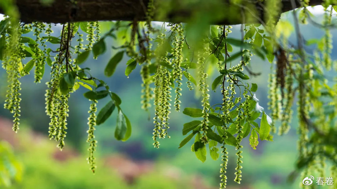 平淡的蒋氏故居与充满惊喜的宁波雪窦山4k壁纸集