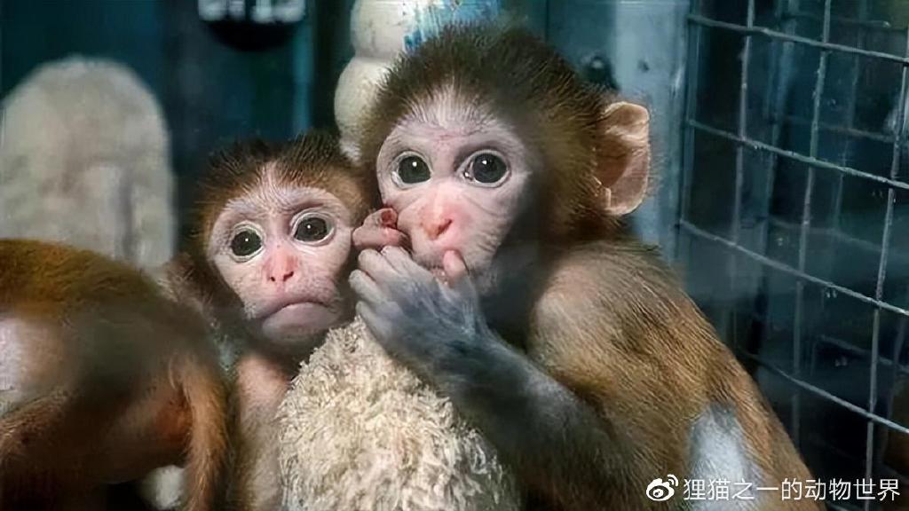 上百只恒河猴从<a href=