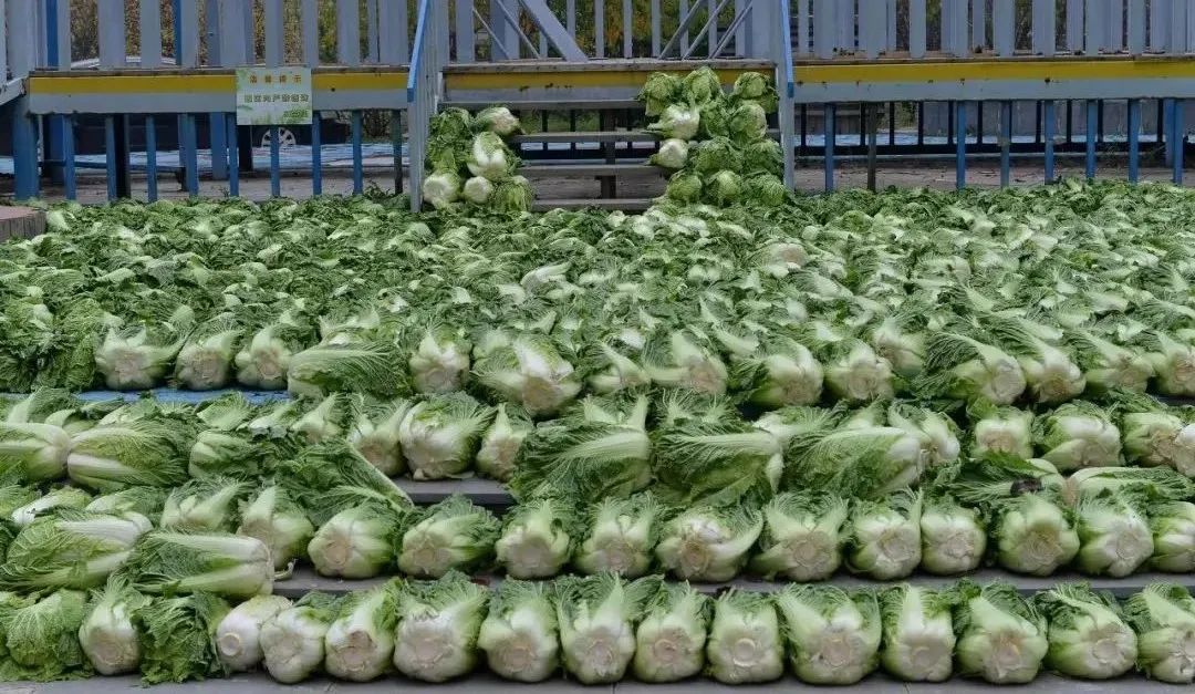 东北人买菜有多豪横?大妈一出手就是1000斤白菜……休闲区蓝鸢梦想 - Www.slyday.coM 东北人买菜有多豪横?大妈一出手就是1000斤白菜……休闲区蓝鸢梦想 - Www.slyday.coM