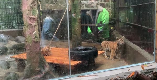 大年初一,虎到福到!休闲区蓝鸢梦想 - Www.slyday.coM 大年初一,虎到福到!休闲区蓝鸢梦想 - Www.slyday.coM