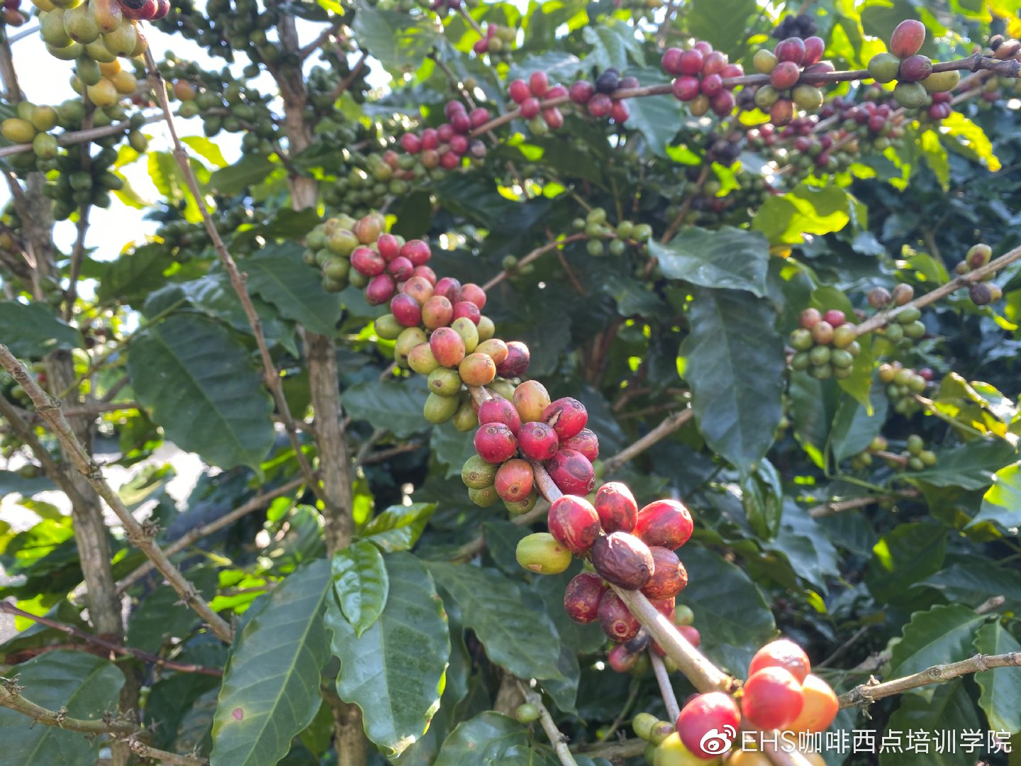 中国哪里能种咖啡树 咖啡树国内分布情况_爱花网