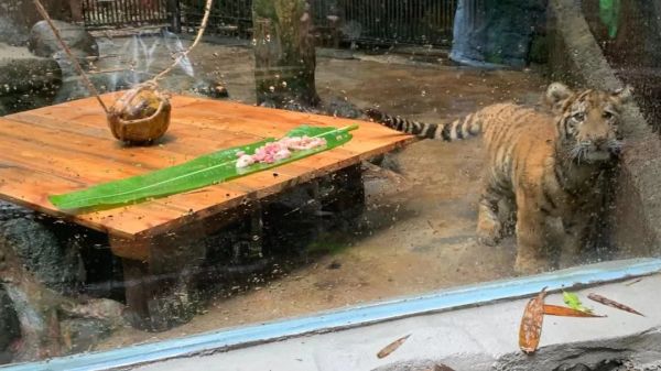 大年初一,虎到福到!休闲区蓝鸢梦想 - Www.slyday.coM 大年初一,虎到福到!休闲区蓝鸢梦想 - Www.slyday.coM