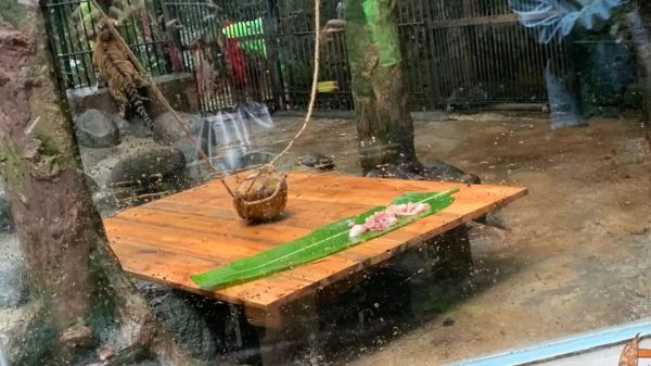 大年初一,虎到福到!休闲区蓝鸢梦想 - Www.slyday.coM 大年初一,虎到福到!休闲区蓝鸢梦想 - Www.slyday.coM