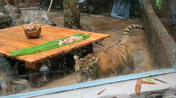 大年初一,虎到福到!休闲区蓝鸢梦想 - Www.slyday.coM 大年初一,虎到福到!休闲区蓝鸢梦想 - Www.slyday.coM