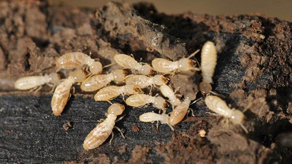 恐龙时代白蚁生态揭秘 白蚁与蚂蚁如何区分