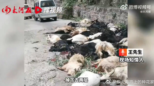 印度猴子摔死全村狗原因 猴狗相配婚姻好吗