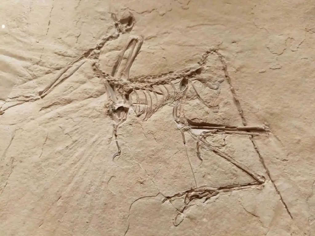 中生代的鸟园----古脊椎动物与古人类研究所