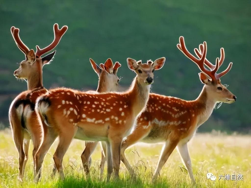 梅花鹿—动物图片—美图美秀