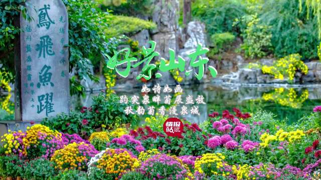 果然视频·好景山东|美醉啦！趵突泉畔菊展盛放，秋韵菊香漫泉城