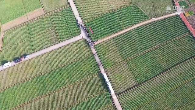 陕西南郑：因苗施策 确保农作物安全越冬