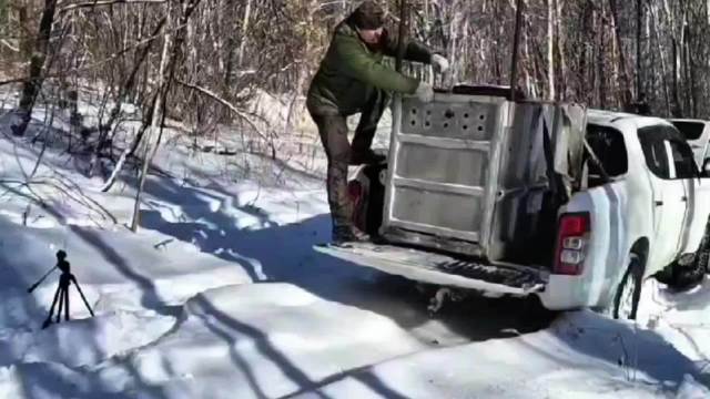 T115m放归：山中当大王，勿念狗肉香