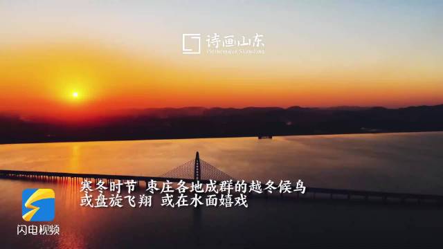 枣庄多地候鸟翩跹起舞 水面嬉戏绘就生态画卷