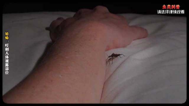 锥蝽吸血后排泄传播恰加斯病寄生虫