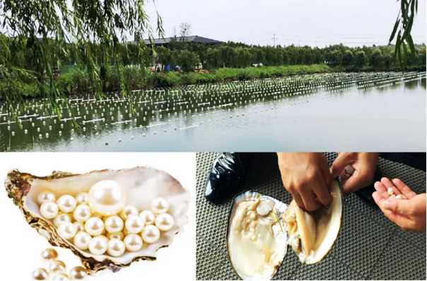 珍珠养殖项目进展生物链治水基地动工现场生物链治水展示基地动工现场