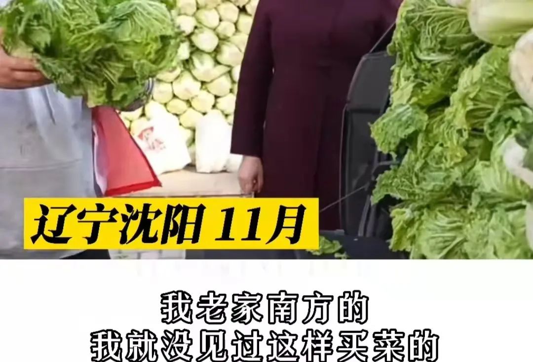 东北人买菜有多豪横?大妈一出手就是1000斤白菜……休闲区蓝鸢梦想 - Www.slyday.coM 东北人买菜有多豪横?大妈一出手就是1000斤白菜……休闲区蓝鸢梦想 - Www.slyday.coM