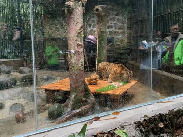 大年初一,虎到福到!休闲区蓝鸢梦想 - Www.slyday.coM 大年初一,虎到福到!休闲区蓝鸢梦想 - Www.slyday.coM