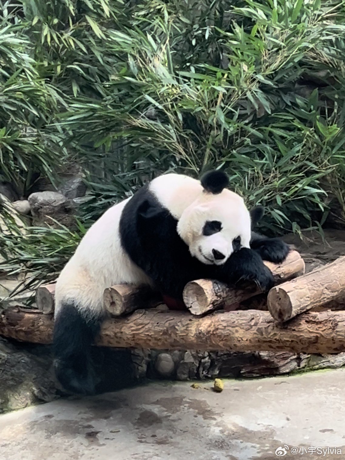 北京动物园的熊猫申请出战！