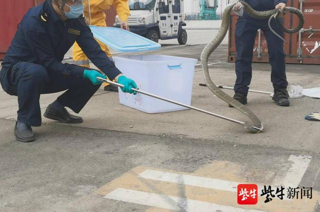 张家港海关截获活体眼镜王蛇休闲区蓝鸢梦想 - Www.slyday.coM 张家港海关截获活体眼镜王蛇休闲区蓝鸢梦想 - Www.slyday.coM