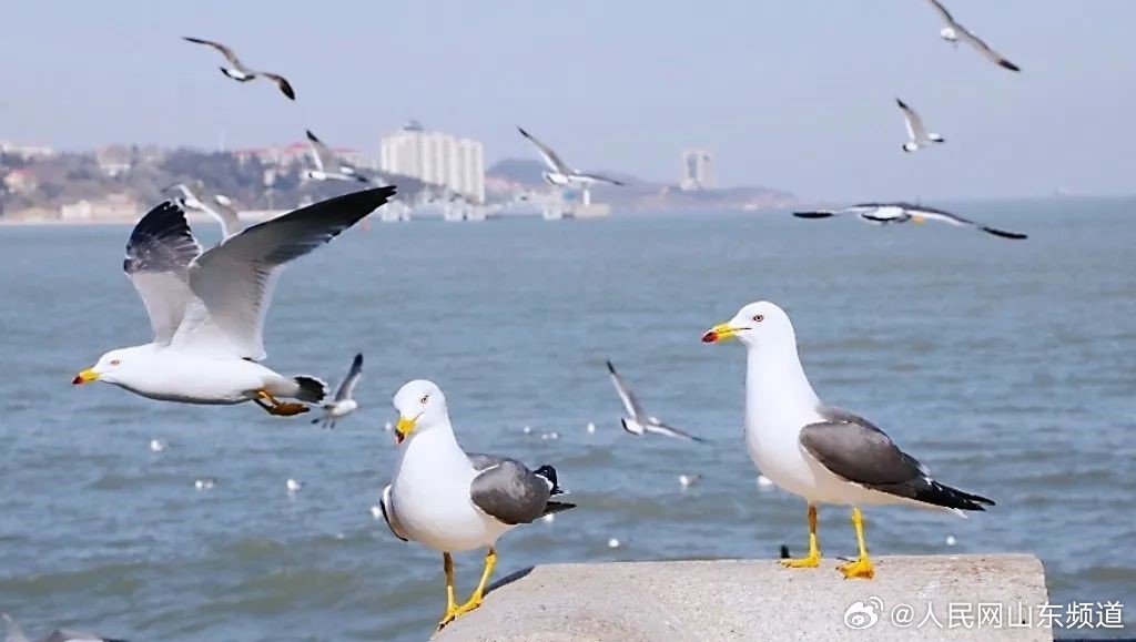 来威海 “鸥遇”浪漫