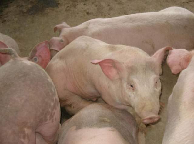副猪嗜血杆菌病症状治疗方法:副猪嗜血杆菌首选用药
