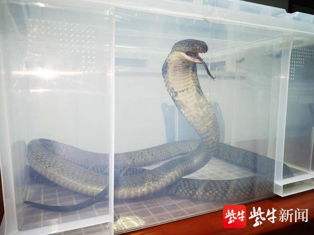 张家港海关截获活体眼镜王蛇休闲区蓝鸢梦想 - Www.slyday.coM 张家港海关截获活体眼镜王蛇休闲区蓝鸢梦想 - Www.slyday.coM