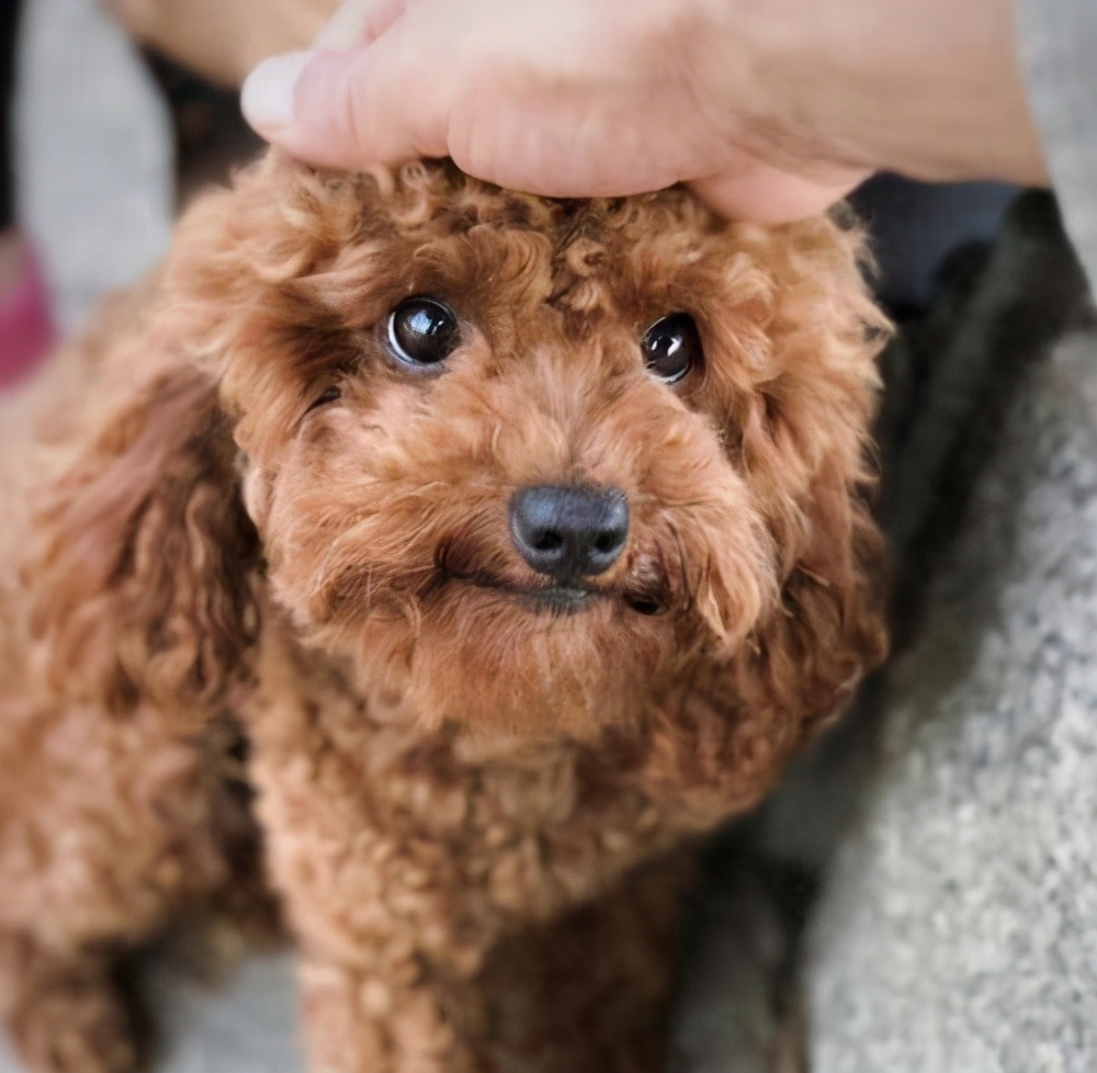 想知道你家泰迪是不是忠犬八公摸摸这些地方就清楚了