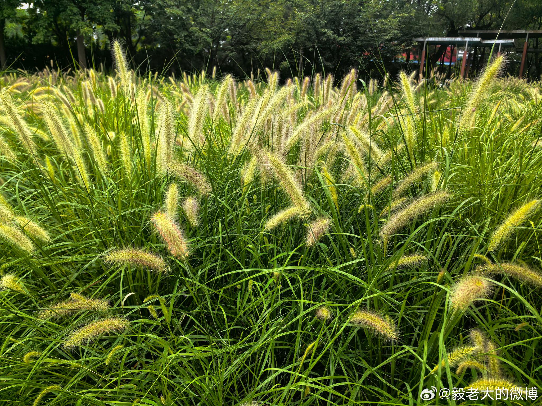 晨练遇雨转赴4s店保养顺购迪卡侬衣物