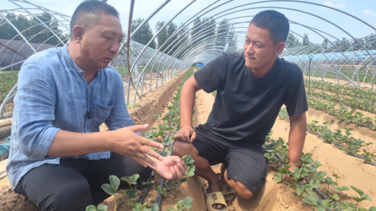 草莓大棚里的农技会