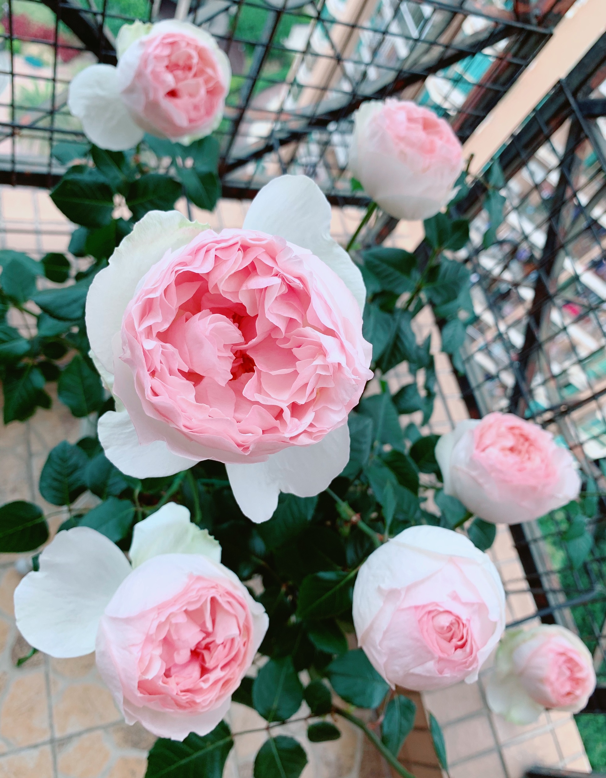 阳台养盆伊芙乙女心四季有花看赏花又闻香养护也不难