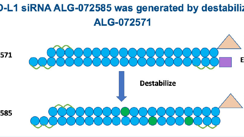 HBV siRNA PD-L1抑制剂开发：通过免疫激活途径显著减少感染肝细胞