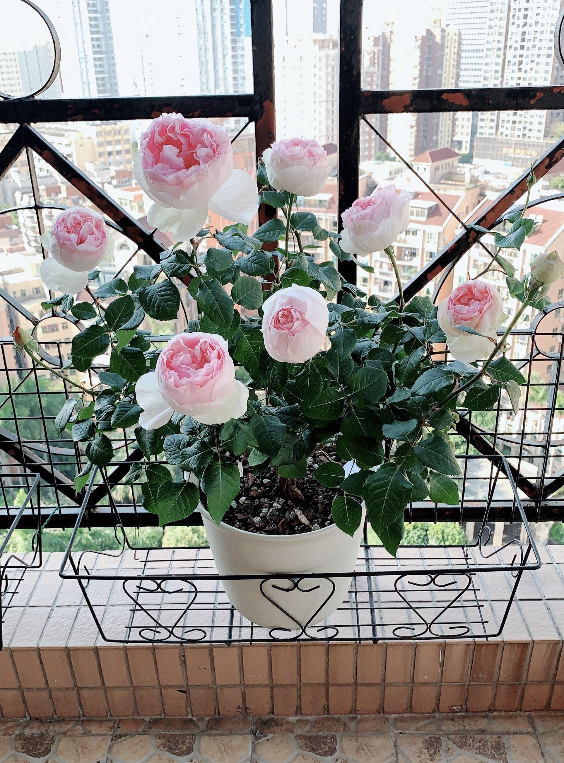 阳台养盆伊芙乙女心四季有花看赏花又闻香养护也不难