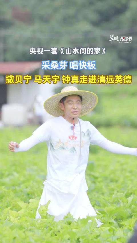 【视频】撒贝宁、马天宇、钟真在清远英德采桑芽、唱快板！