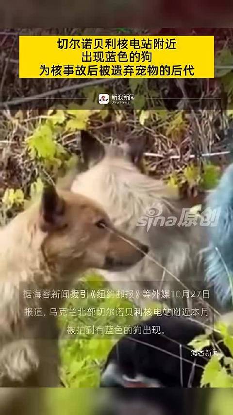 切尔诺贝利核电站附近现蓝色流浪狗，系核事故遗弃宠物后代